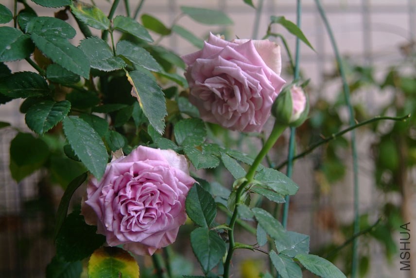 DSCF0628.JPG