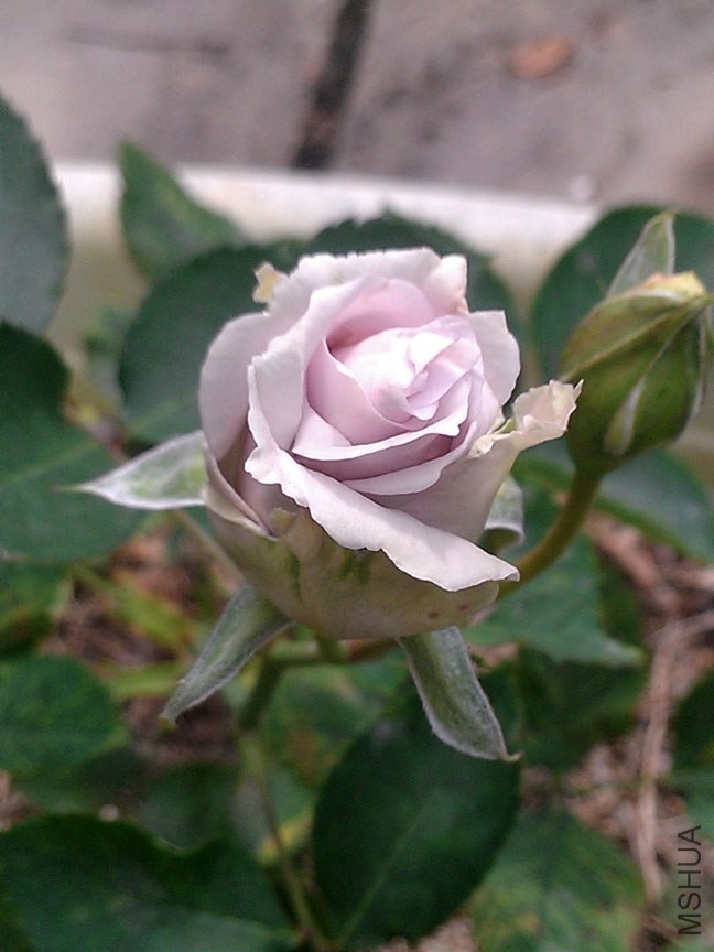 IMAG7886.jpg
