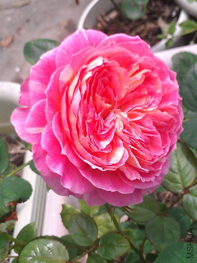 IMAG7885.jpg