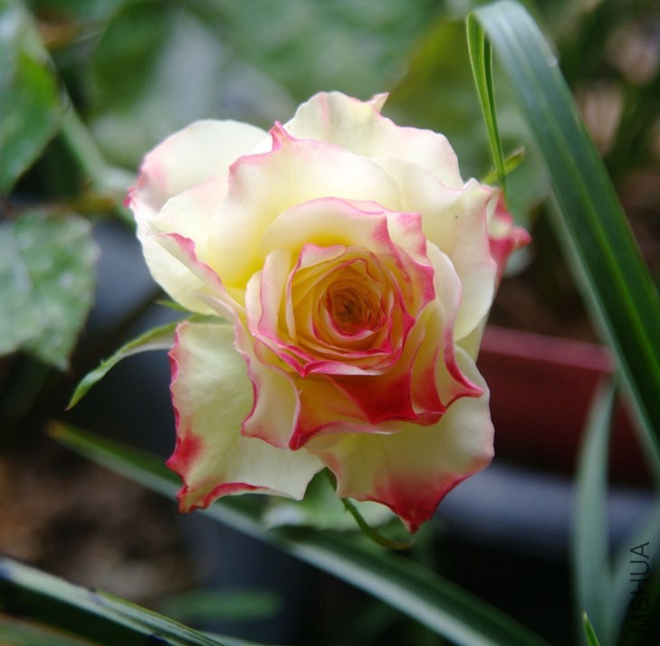 DSCF0651.JPG