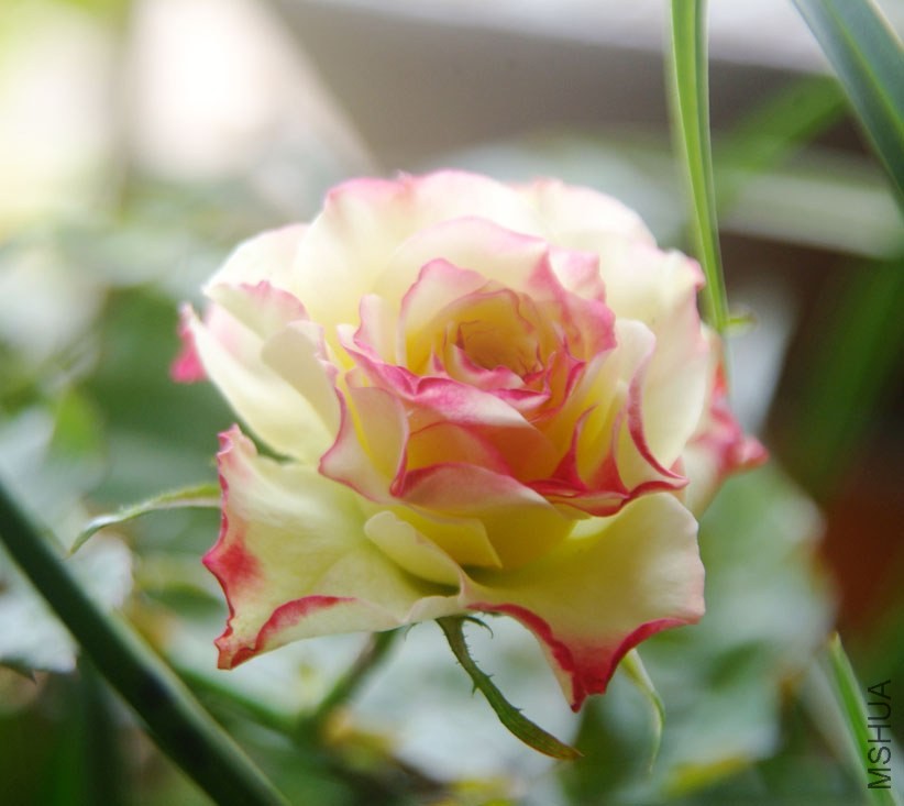 DSCF0633.JPG