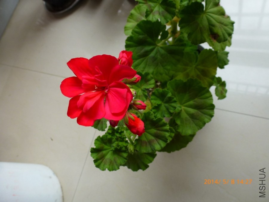 P1090614.jpg