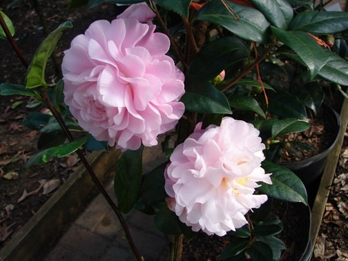 From Randolph-MS_edited-1.jpg