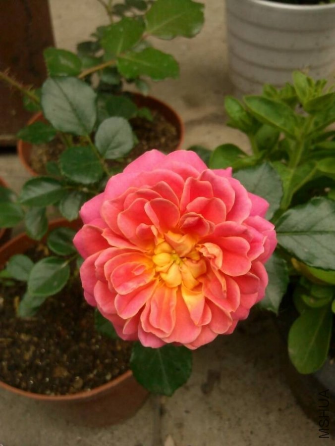 QQͼƬ20140509084108.jpg