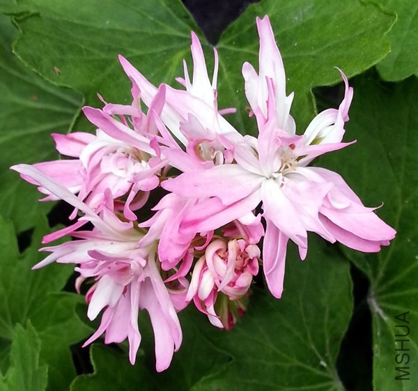 ���ÿ���Win Ellison20140509.jpg