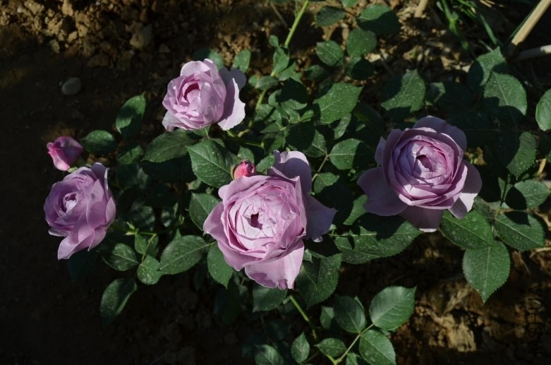 ���� 0502.jpg