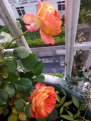 IMG_20140505_073358.jpg