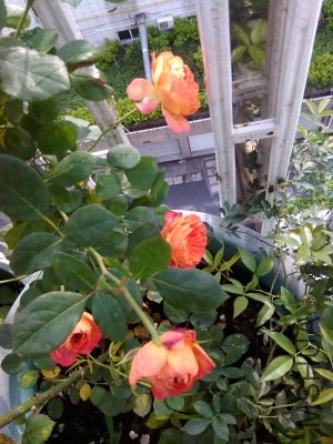 IMG_20140505_073405.jpg
