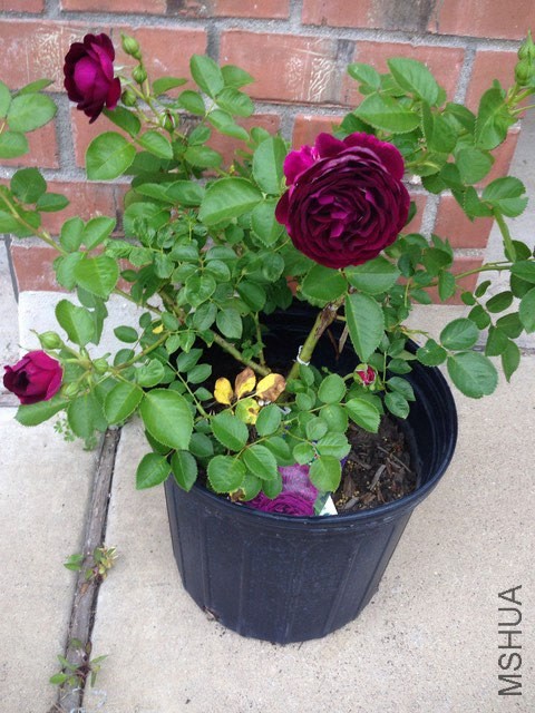 twilight zone 02.JPG