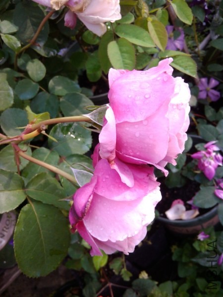 IMG_20140505_073154.jpg