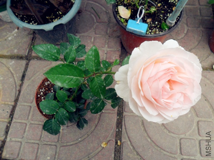 ��ʫ�� 1.jpg