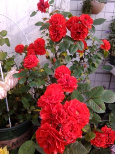 IMG_20140505_073129.jpg