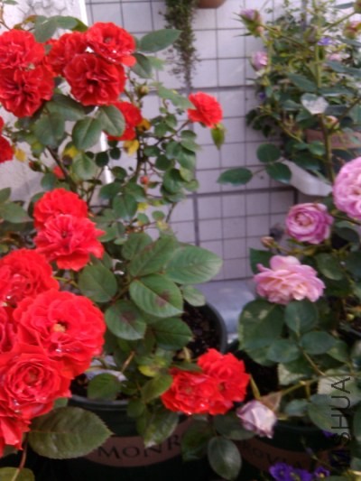 IMG_20140505_073130.jpg