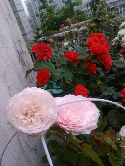IMG_20140504_090213.jpg