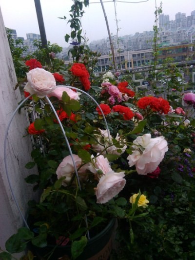 IMG_20140504_090219.jpg
