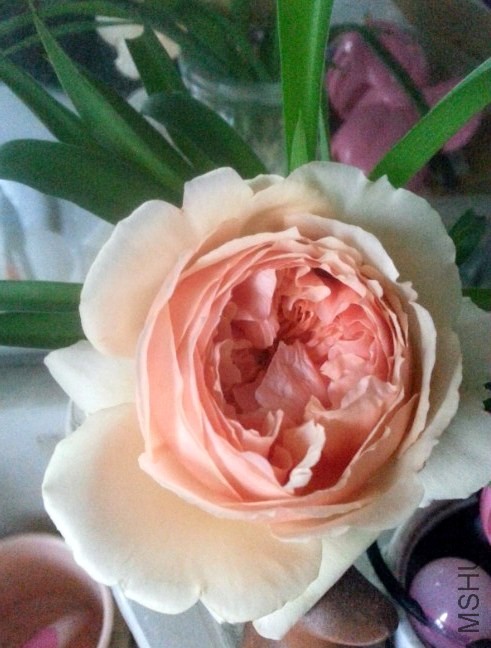 QQ��ͼ20140509132618.jpg