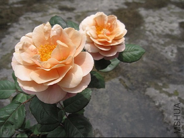 ���������ŵ�����������