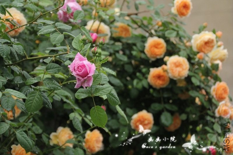 CA3OKBMKCAHIJLAZCAWVLW0JCAF9X0CJCAW3E01PCAULR2VLCA3TCXC9CA81PMOGCAJ2G6WUCARFHGWK.jpg