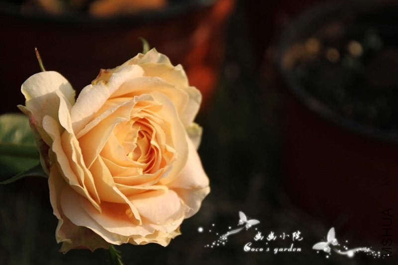 CAASH8F2CA1A73EQCAJ24702CAHMC8YXCAU49EFTCALJHK8QCAOQQUFDCABOU1SDCAWSU04ECAAI4AZJ.jpg
