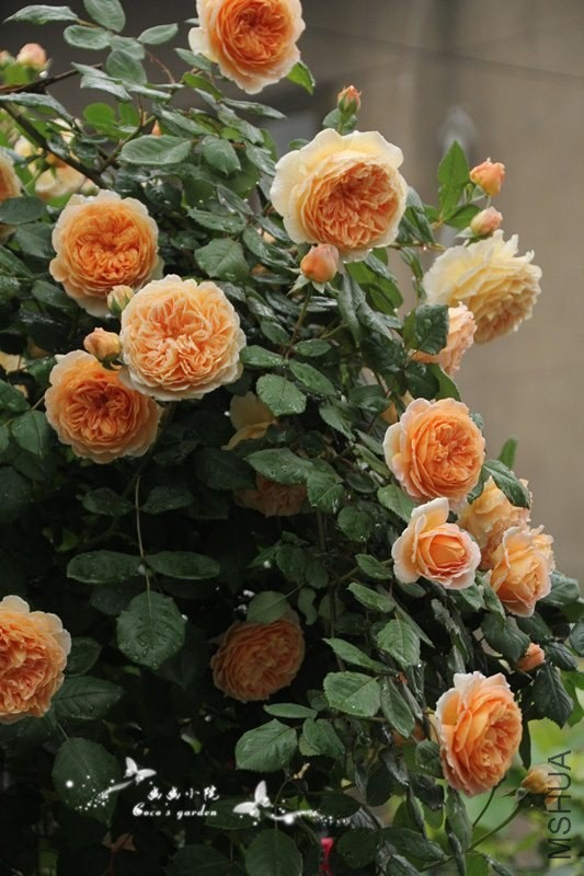 CACLOUB5CAI8GQW6CA5VVETPCAOA0VVHCAG1ISYPCAR3BP37CA8HNLMUCAK0V0ZQCA3AV64QCA5IRBQA.jpg
