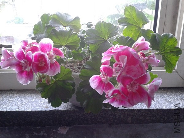 2014-05-04 16.07.39_����.jpg