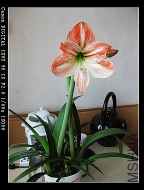 nEO_IMG_IMG_5961.jpg