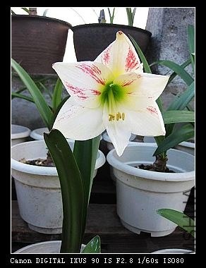 nEO_IMG_IMG_5963.jpg