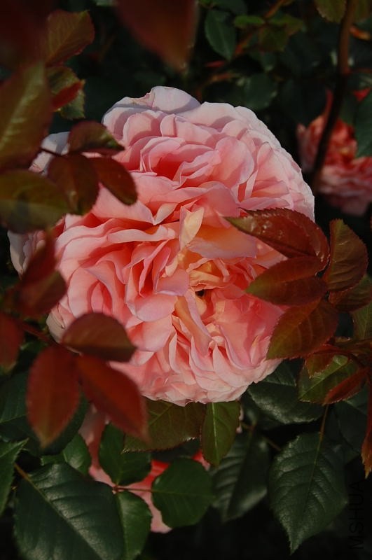 DSC_02310231.JPG
