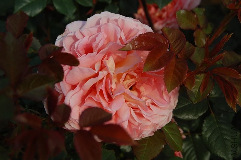 DSC_02300230.JPG