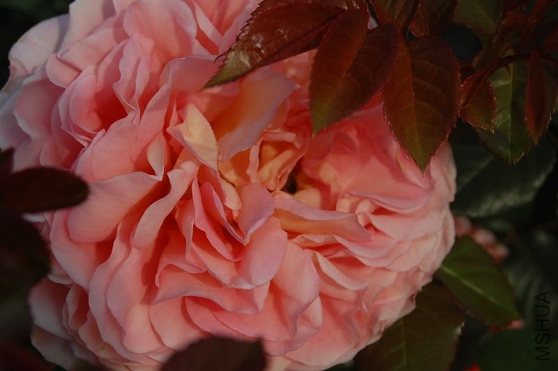 DSC_02290229.JPG