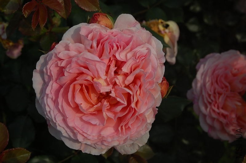 DSC_02260226.JPG