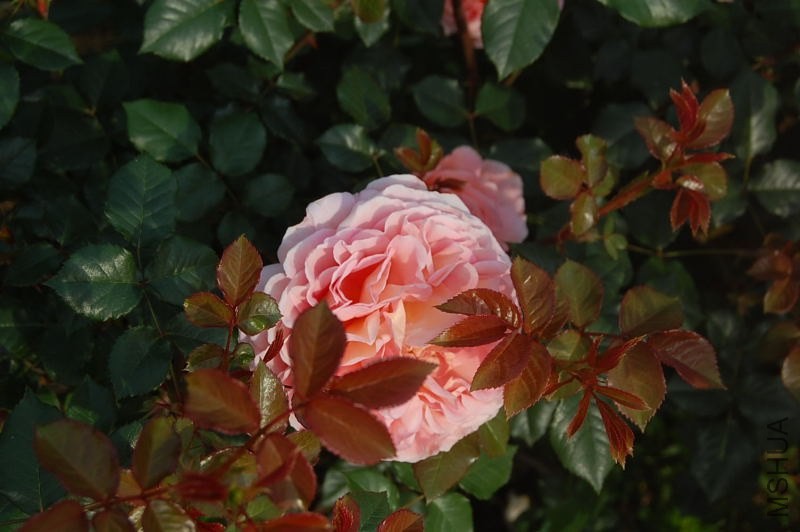 DSC_02220222.JPG