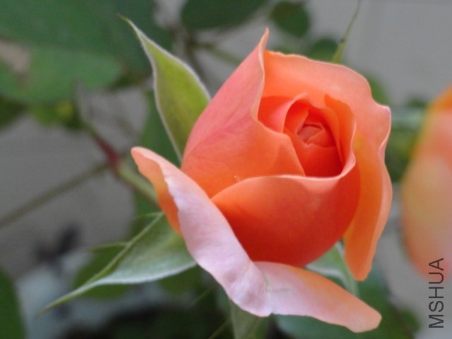 DSC02317.JPG