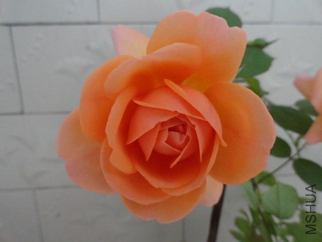 DSC02366.JPG