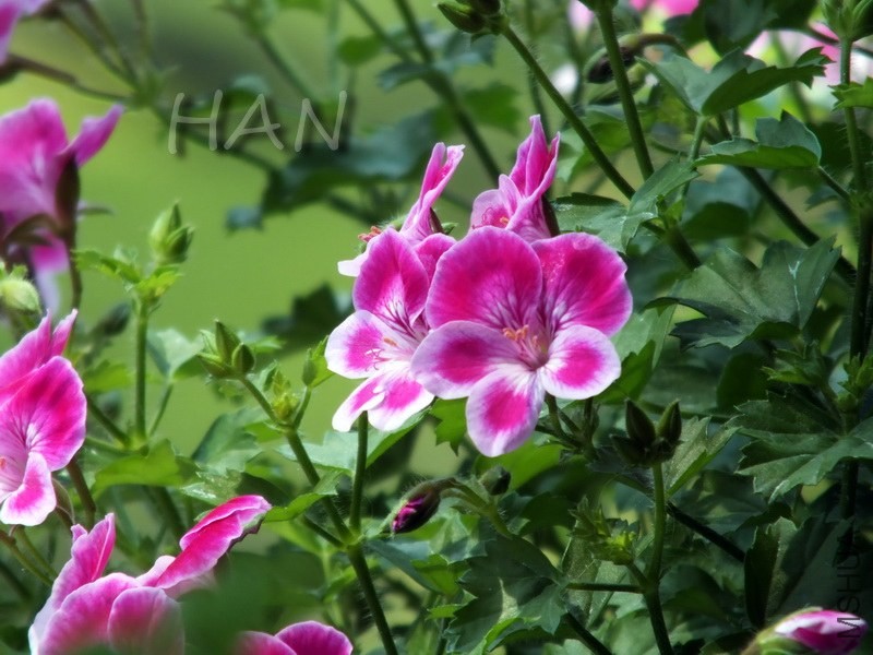 DSCF2536.JPG