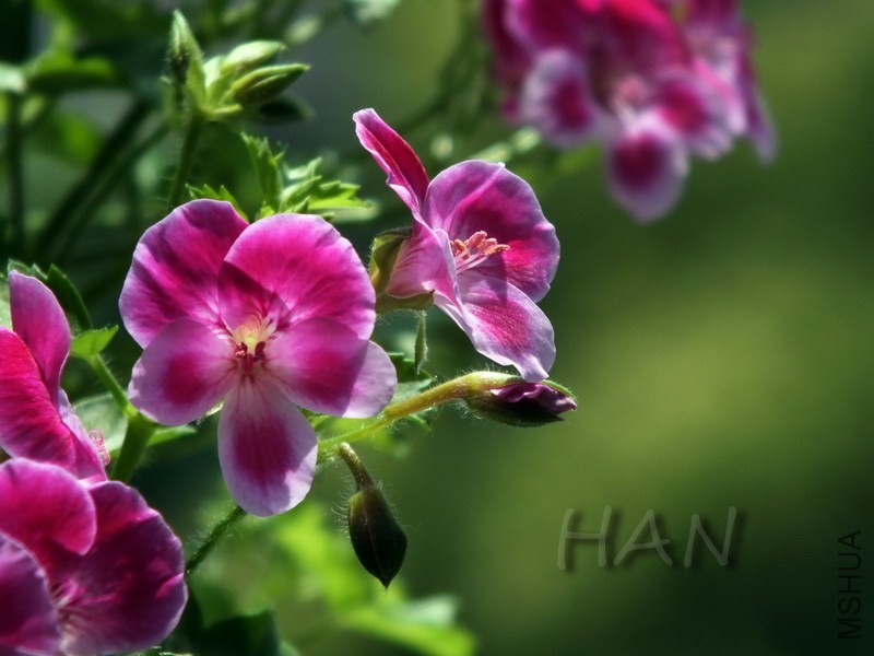 DSCF2629.JPG