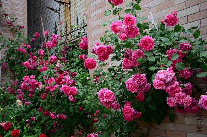 DSC_7567.jpg