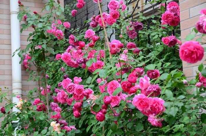 DSC_7573.jpg