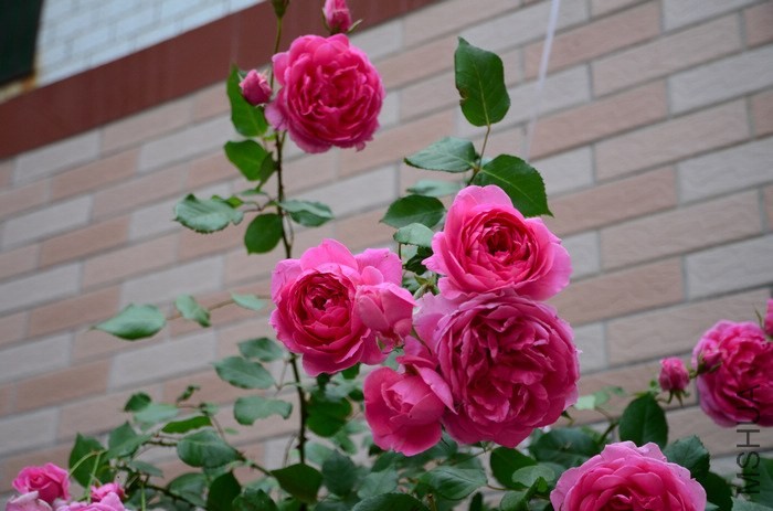 DSC_7574.jpg