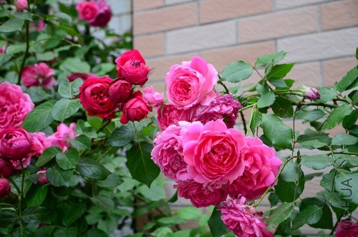 DSC_7575.jpg