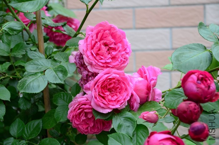 DSC_7576.jpg