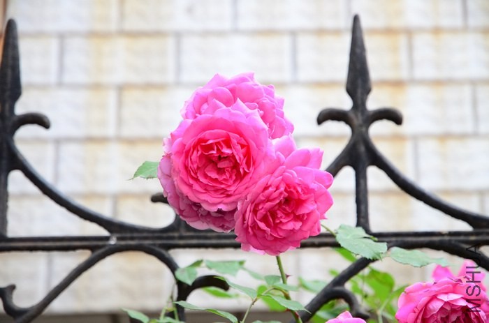 DSC_7580.jpg
