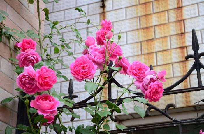 DSC_7581.jpg