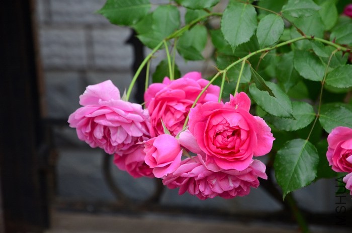 DSC_7582.jpg