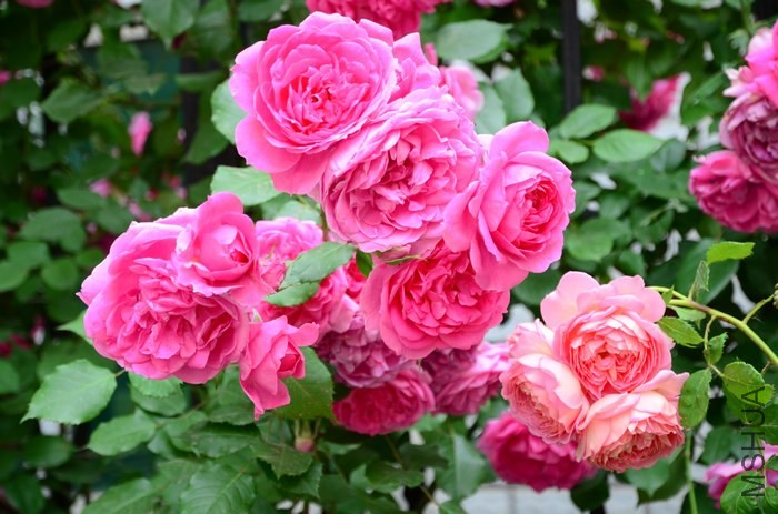 DSC_7583.jpg