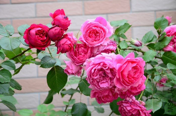 DSC_7586.jpg