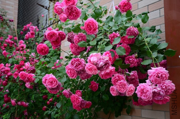DSC_7587.jpg