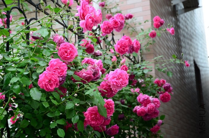 DSC_7590.jpg