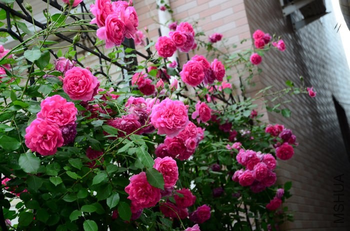 DSC_7591.jpg