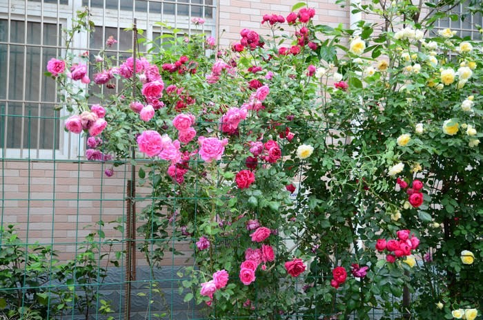 DSC_7603.jpg